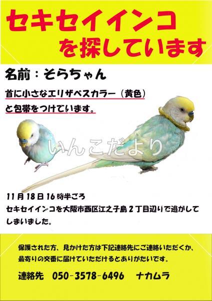 迷い鳥の写真