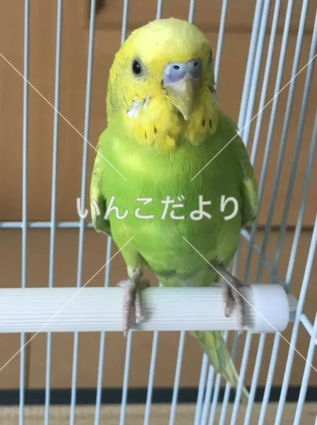 保護鳥の写真