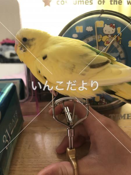 迷い鳥の写真