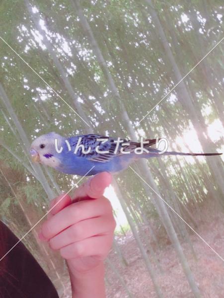 迷い鳥の写真