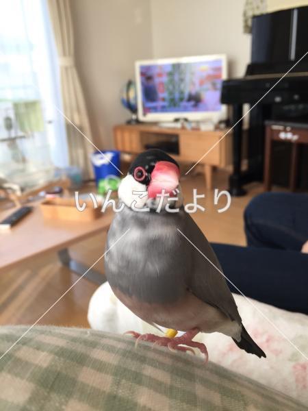 迷い鳥の写真