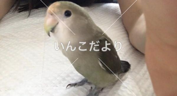 迷い鳥の写真