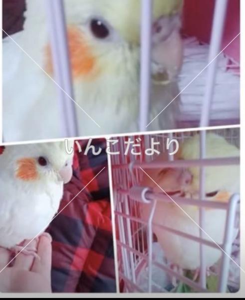迷い鳥の写真