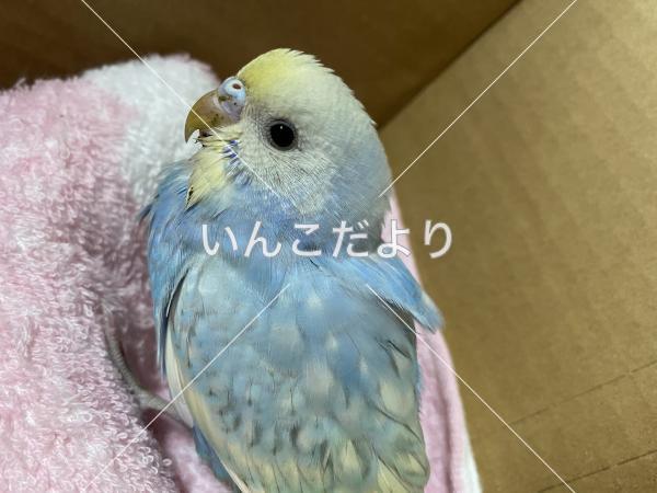 保護鳥の写真