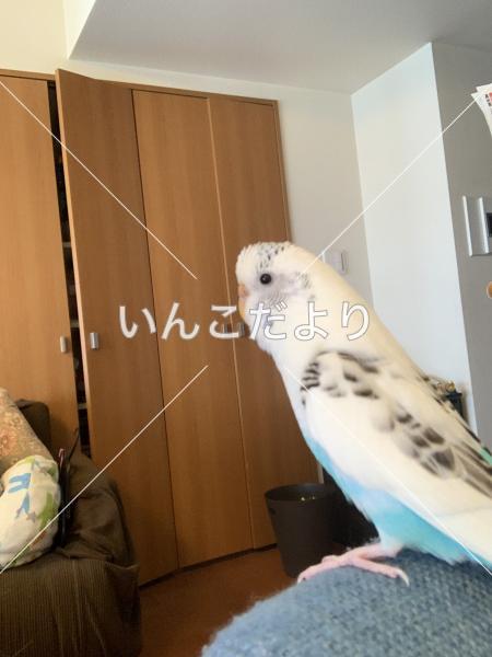 迷い鳥の写真