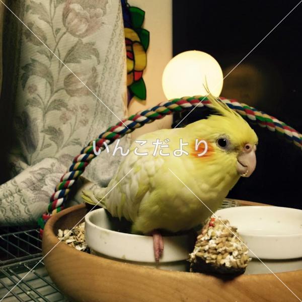 迷い鳥の写真