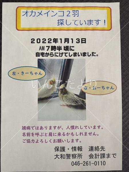 迷い鳥の写真
