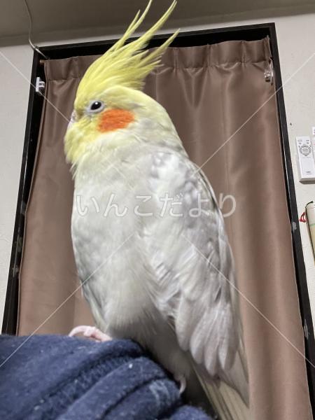 迷い鳥の写真