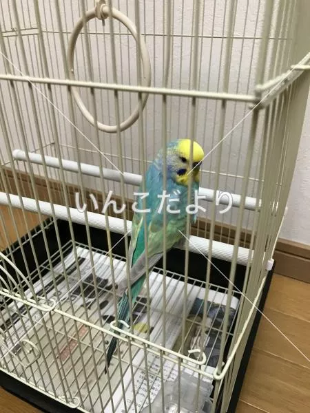 保護鳥の写真