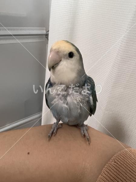 保護鳥の写真
