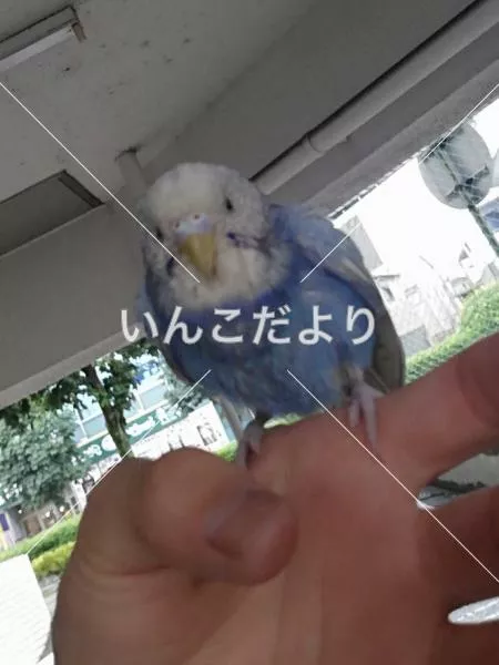 保護鳥の写真