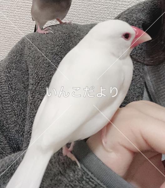 迷い鳥の写真