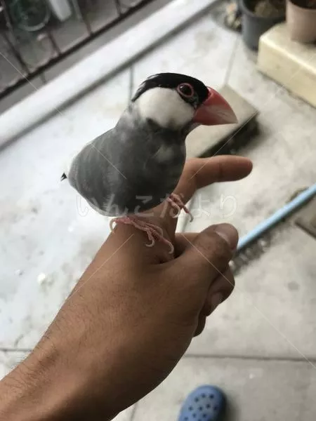保護鳥の写真