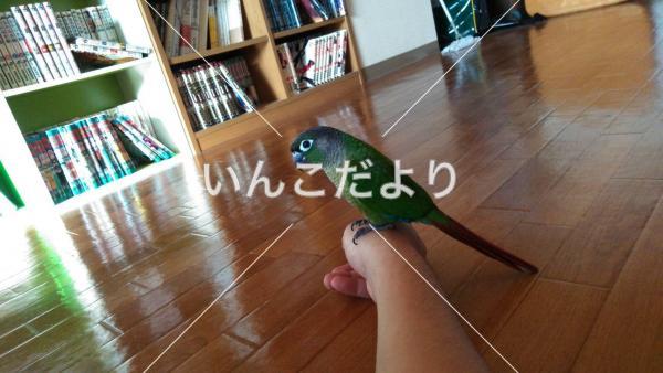 迷い鳥の写真