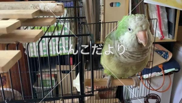 迷い鳥の写真