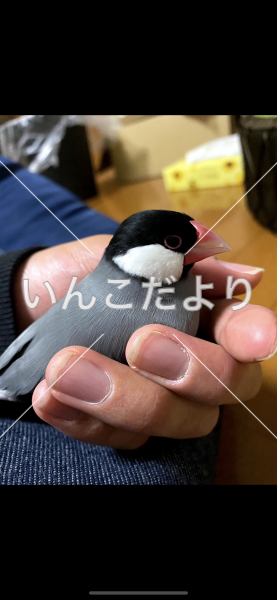 迷い鳥の写真