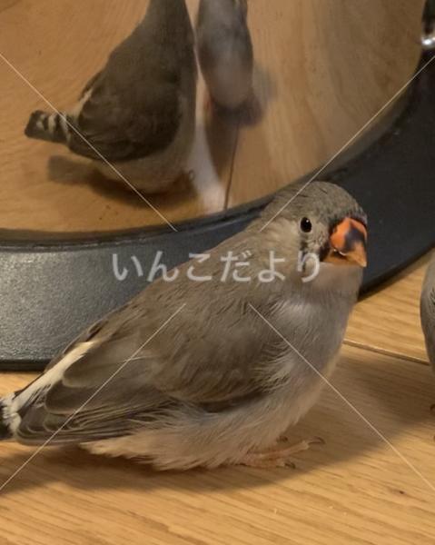 迷い鳥の写真