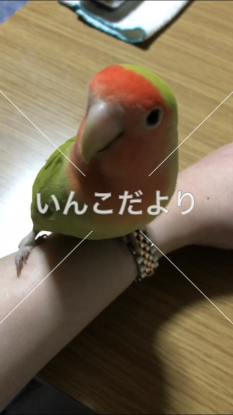 迷い鳥の写真