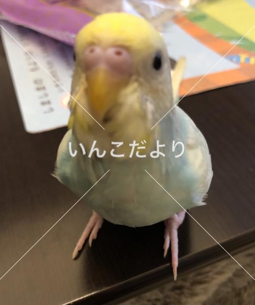 迷い鳥の写真