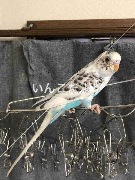 保護鳥の写真