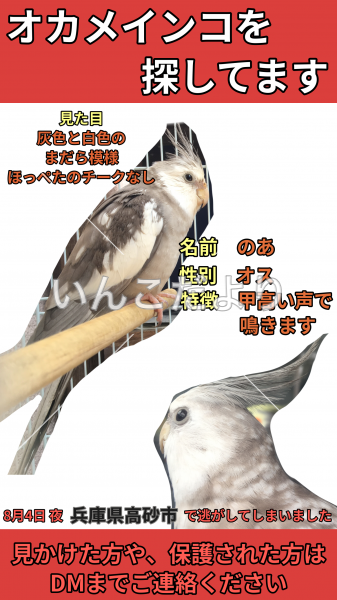 迷い鳥の写真