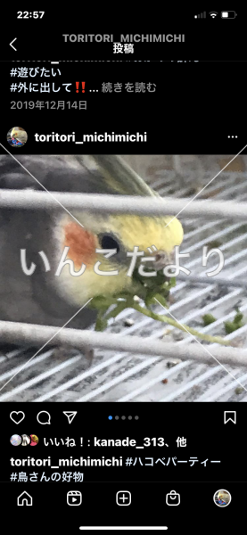 迷い鳥の写真