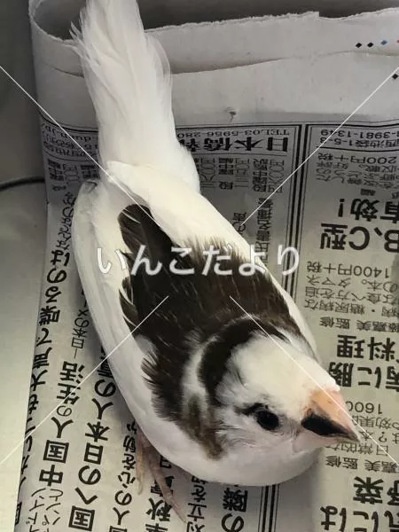 保護鳥の写真