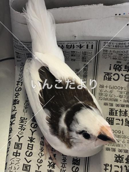 保護鳥の写真