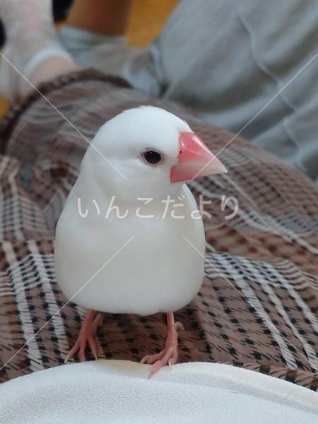 迷い鳥の写真