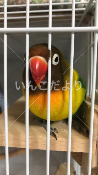 迷い鳥の写真