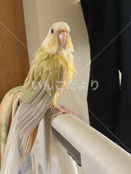 迷い鳥の写真