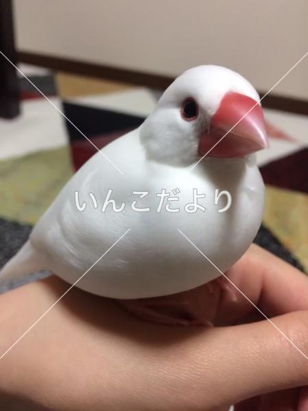 迷い鳥の写真