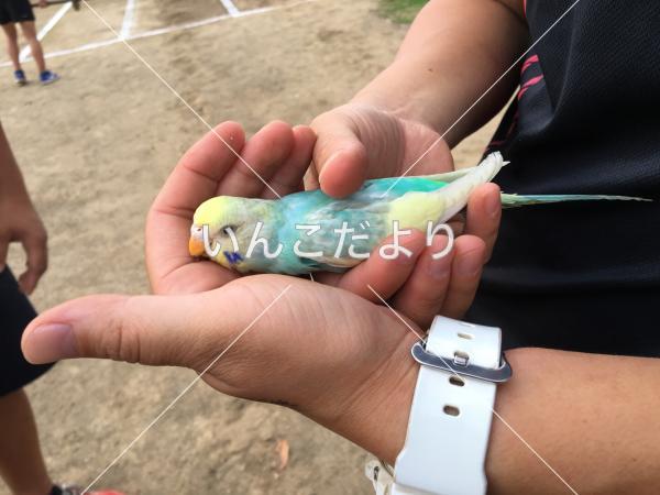 保護鳥の写真