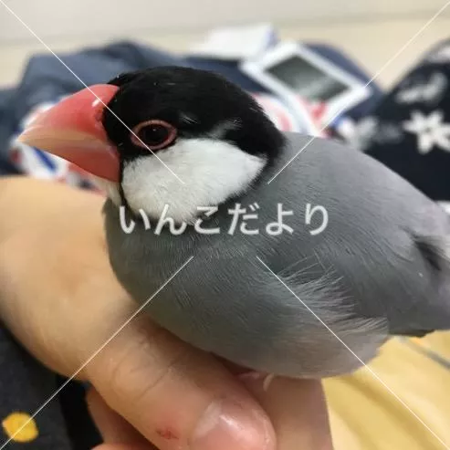 迷い鳥の写真