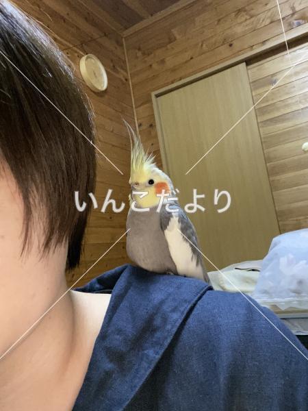 迷い鳥の写真