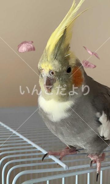 迷い鳥の写真