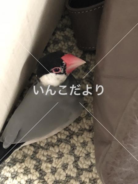 迷い鳥の写真