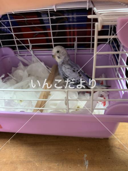 迷い鳥の写真