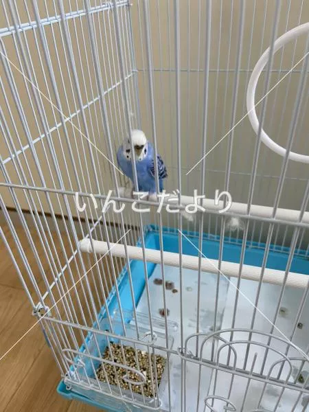 保護鳥の写真
