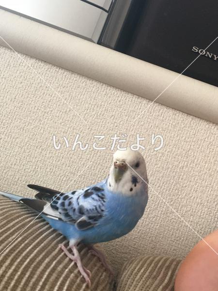 迷い鳥の写真