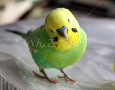迷い鳥の写真