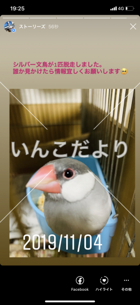 迷い鳥の写真