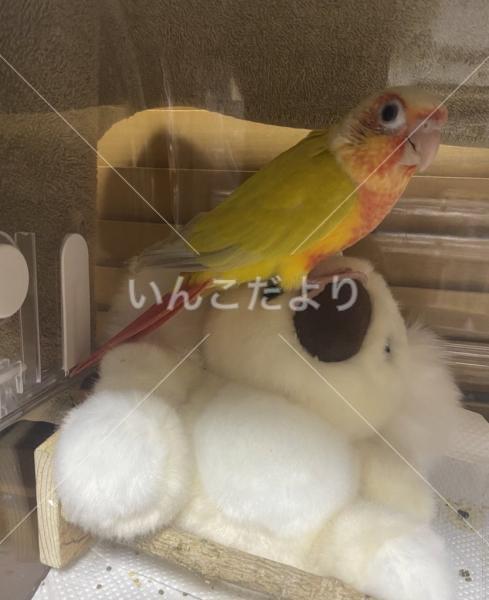 迷い鳥の写真