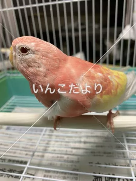 保護鳥の写真