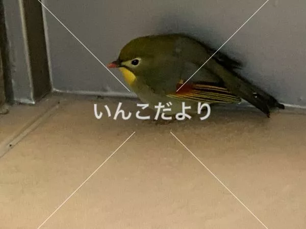 保護鳥の写真
