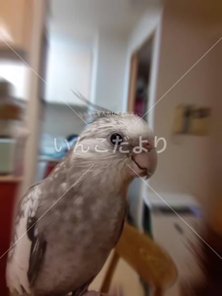 迷い鳥の写真