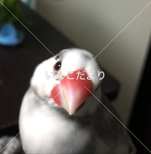 迷い鳥の写真