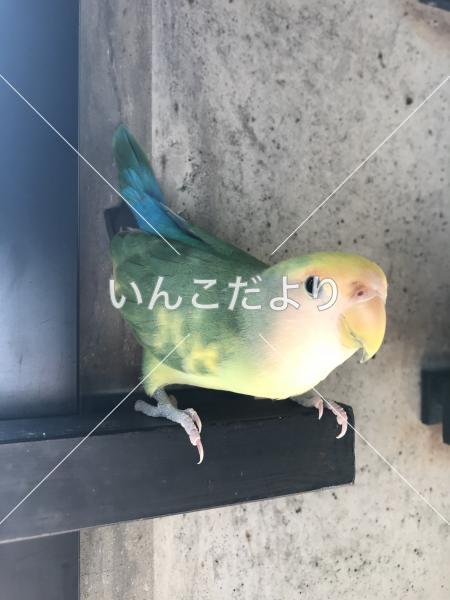 迷い鳥の写真