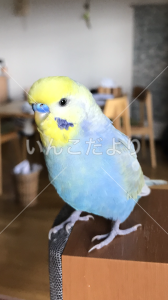迷い鳥の写真