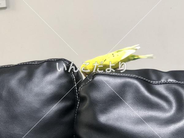 迷い鳥の写真